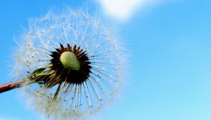 Preview wallpaper dandelion, sky, feathers, seeds, stem