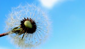 Preview wallpaper dandelion, sky, feathers, seeds, stem