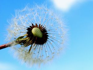 Preview wallpaper dandelion, sky, feathers, seeds, stem