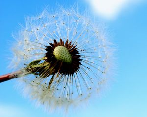 Preview wallpaper dandelion, sky, feathers, seeds, stem