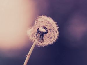 Preview wallpaper dandelion, stalk, grass, plants, feathers