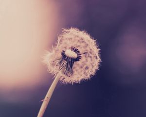 Preview wallpaper dandelion, stalk, grass, plants, feathers