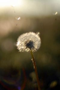 Preview wallpaper dandelion, stem, flower, field, background, blur