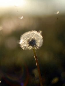 Preview wallpaper dandelion, stem, flower, field, background, blur