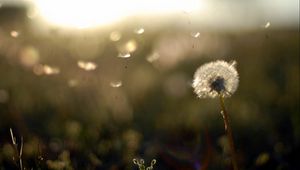 Preview wallpaper dandelion, stem, flower, field, background, blur