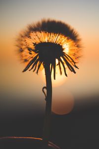 Preview wallpaper dandelion, sunset, silhouette