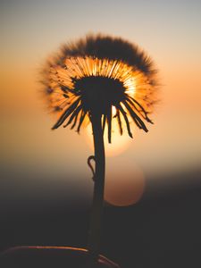 Preview wallpaper dandelion, sunset, silhouette