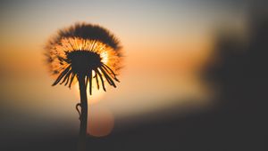 Preview wallpaper dandelion, sunset, silhouette