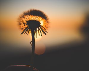 Preview wallpaper dandelion, sunset, silhouette