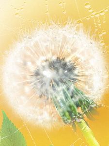 Preview wallpaper dandelion, web, plant, down