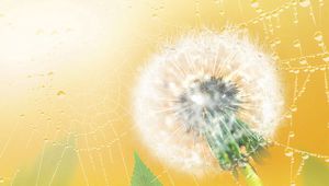 Preview wallpaper dandelion, web, plant, down