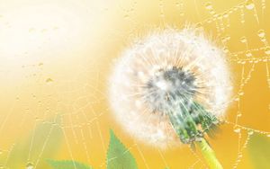 Preview wallpaper dandelion, web, plant, down