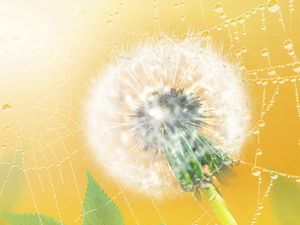 Preview wallpaper dandelion, web, plant, down