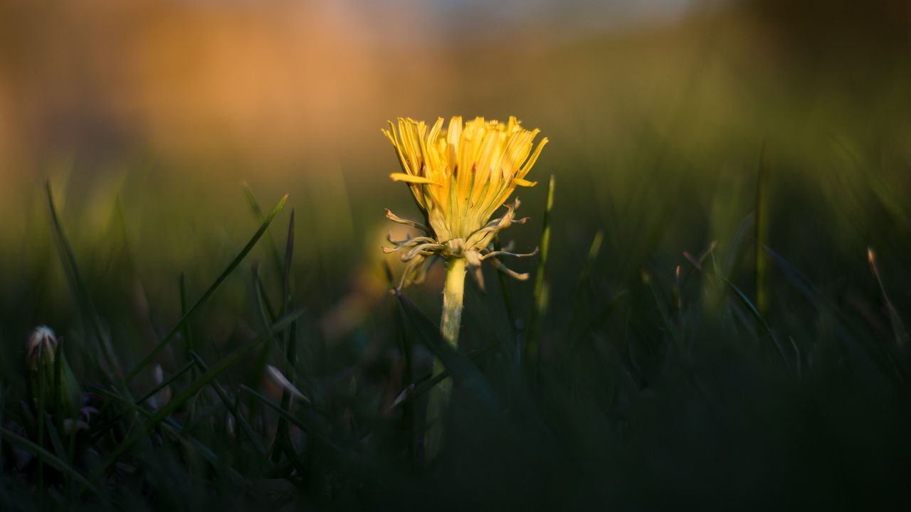 Wallpaper dandelion, yellow, grass