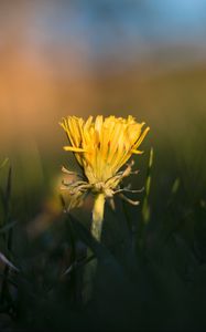 Preview wallpaper dandelion, yellow, grass