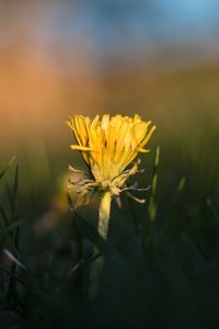Preview wallpaper dandelion, yellow, grass