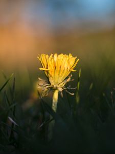 Preview wallpaper dandelion, yellow, grass