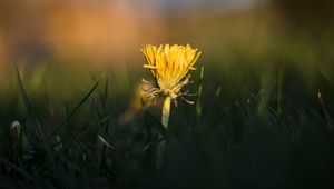 Preview wallpaper dandelion, yellow, grass