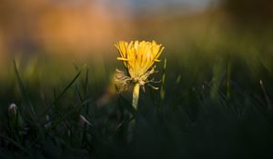 Preview wallpaper dandelion, yellow, grass