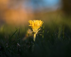 Preview wallpaper dandelion, yellow, grass