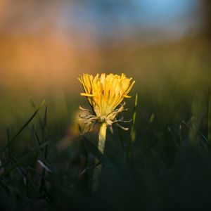 Preview wallpaper dandelion, yellow, grass