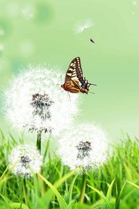 Preview wallpaper dandelions, butterfly, grass, nature