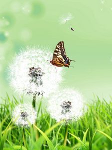 Preview wallpaper dandelions, butterfly, grass, nature