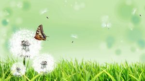 Preview wallpaper dandelions, butterfly, grass, nature