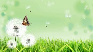 Preview wallpaper dandelions, butterfly, grass, nature