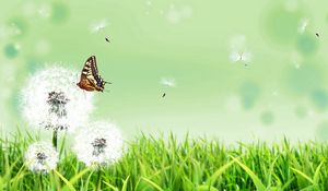 Preview wallpaper dandelions, butterfly, grass, nature