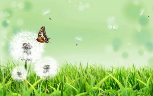 Preview wallpaper dandelions, butterfly, grass, nature