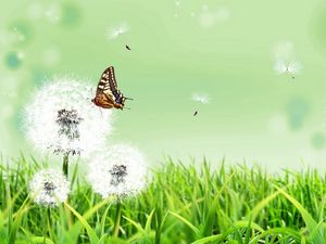 Preview wallpaper dandelions, butterfly, grass, nature