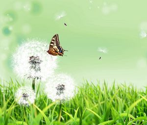 Preview wallpaper dandelions, butterfly, grass, nature