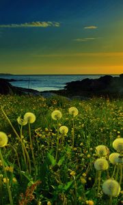 Preview wallpaper dandelions, evening, light, grass, clouds, mountains, sea, sky, glow