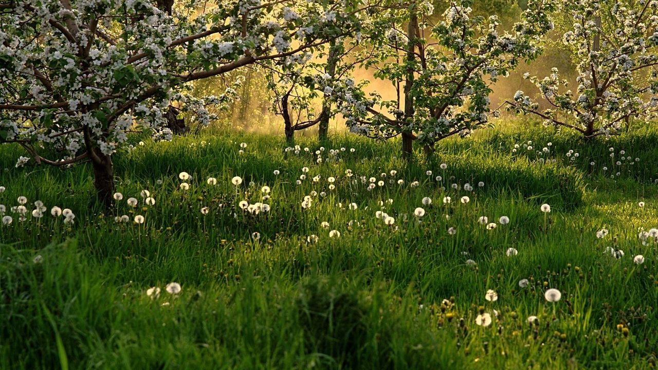 Wallpaper dandelions, field, grass, trees