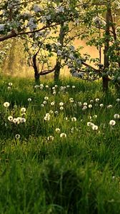 Preview wallpaper dandelions, field, grass, trees