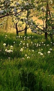 Preview wallpaper dandelions, field, grass, trees