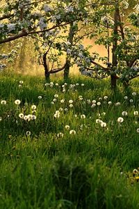 Preview wallpaper dandelions, field, grass, trees