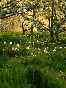 Preview wallpaper dandelions, field, grass, trees