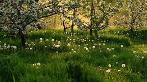 Preview wallpaper dandelions, field, grass, trees