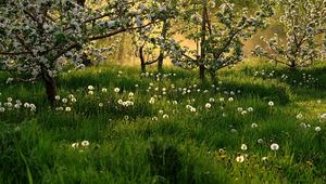 Preview wallpaper dandelions, field, grass, trees