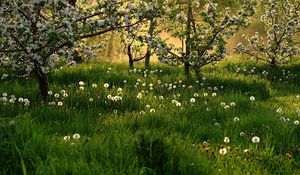 Preview wallpaper dandelions, field, grass, trees