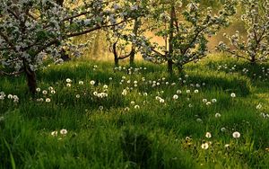 Preview wallpaper dandelions, field, grass, trees