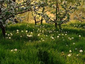 Preview wallpaper dandelions, field, grass, trees