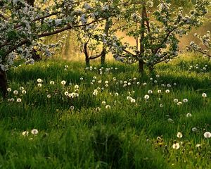 Preview wallpaper dandelions, field, grass, trees