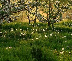 Preview wallpaper dandelions, field, grass, trees