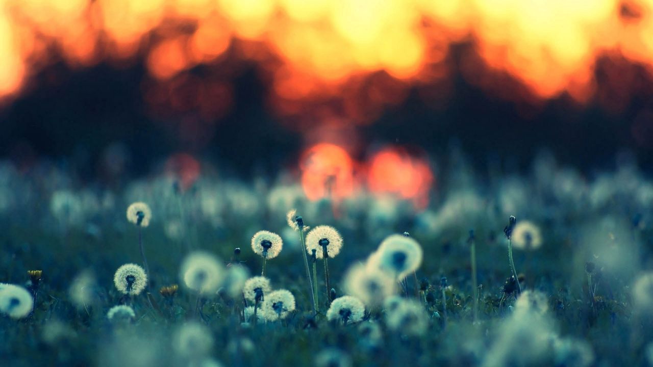 Wallpaper dandelions, field, light