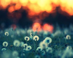 Preview wallpaper dandelions, field, light