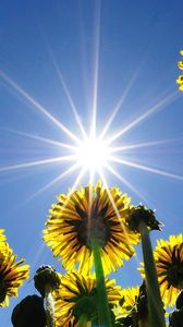 Preview wallpaper dandelions, field, sky, sun, rays, summer