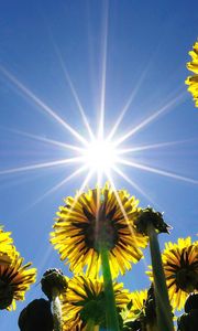 Preview wallpaper dandelions, field, sky, sun, rays, summer